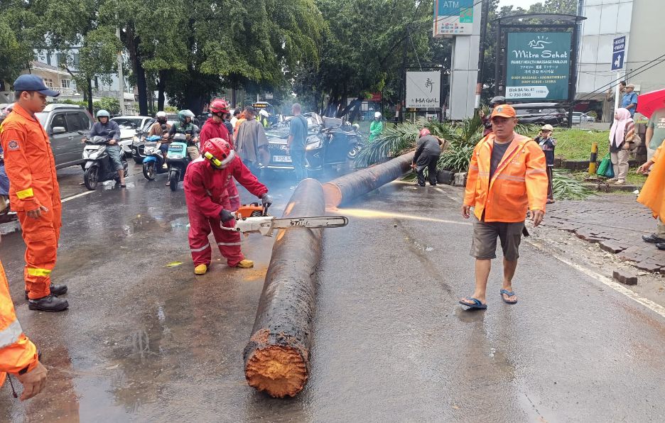 Hujan deras disertai angin kencang menyebabkan satu pohon palem tumbang di Jalan Metro Pondok Indah Blok TA, RT 15/RW 13, Kelurahan Pondok Pinang, Kecamatan Kebayoran Lama, Jakarta Selatan.